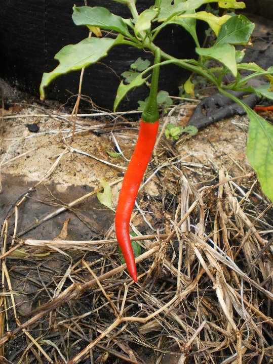 Chilli red.JPG - Red Chilli